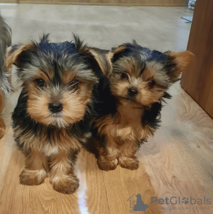 Photo №4. I will sell yorkshire terrier in the city of Tbilisi. private announcement - price - 500$