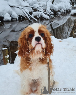Photo №4. I will sell cavalier king charles spaniel in the city of Zelenograd. breeder - price - negotiated