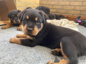 Photo №2 to announcement № 37088 for the sale of rottweiler - buy in Russian Federation 