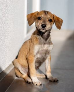 Photo №3. Five little hearts are looking for a home.. Russian Federation