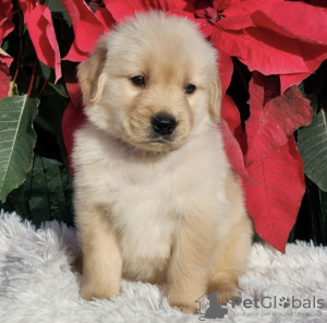 Additional photos: Golden retriever