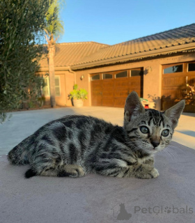 Photo №2 to announcement № 152553 for the sale of bengal cat - buy in Germany private announcement
