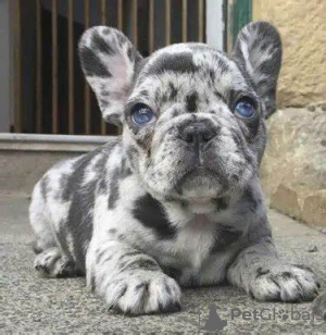 Additional photos: Wunderschöne Welpen der französischen Bulldogge stehen zur Adoption zur