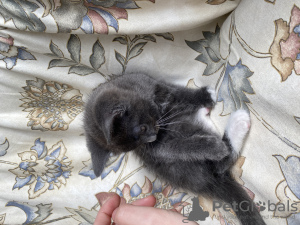 Additional photos: Cute kittens