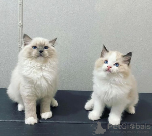 Photo №2 to announcement № 83560 for the sale of ragdoll - buy in United States private announcement