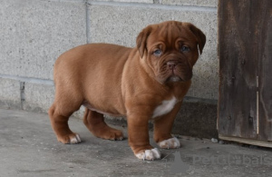 Photo №1. dogue de bordeaux - for sale in the city of Eindhoven | Is free | Announcement № 123931