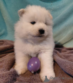 Photo №1. samoyed dog - for sale in the city of Forsbacka | 310$ | Announcement № 167367