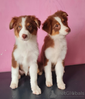Photo №2 to announcement № 9111 for the sale of australian shepherd - buy in Russian Federation breeder