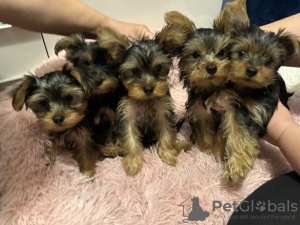 Photo №1. yorkshire terrier - for sale in the city of Антверпен | 158$ | Announcement № 123529