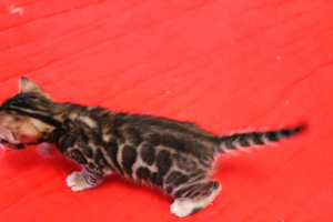 Photo №3. Kennel offers to pre-record and reserve Bengal kittens.. Belarus