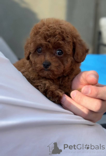 Photo №2 to announcement № 143765 for the sale of poodle (toy) - buy in United Kingdom breeder