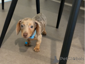 Photo №1. dachshund - for sale in the city of Antwerp | 310$ | Announcement № 174604