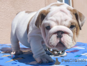 Photo №1. english bulldog - for sale in the city of Houston | 500$ | Announcement № 97166