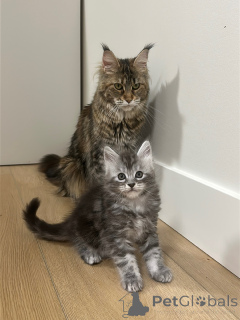 Photo №1. maine coon - for sale in the city of Magdeburg | negotiated | Announcement № 177805