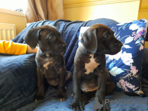 Photo №1. cane corso - for sale in the city of Toulouse | negotiated | Announcement № 13101