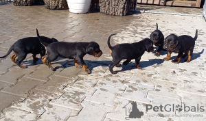 Photo №2 to announcement № 19809 for the sale of polish hunting dog - buy in Poland breeder