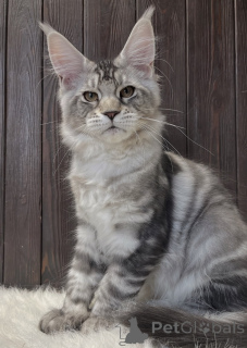 Photo №2 to announcement № 163667 for the sale of maine coon - buy in Germany breeder