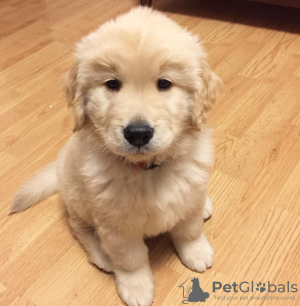 Photo №2 to announcement № 123598 for the sale of golden retriever - buy in Finland private announcement