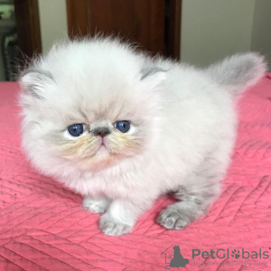 Photo №1. himalayan cat - for sale in the city of Olen | Is free | Announcement № 128930