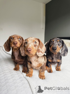 Photo №1. dachshund - for sale in the city of Barsel | negotiated | Announcement № 158406