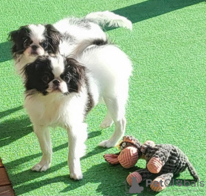 Photo №1. japanese chin - for sale in the city of Orsan | negotiated | Announcement № 127786