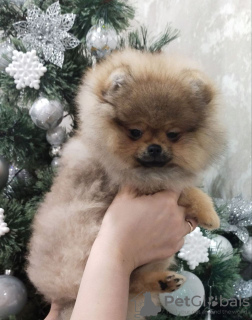 Photo №2 to announcement № 36061 for the sale of pomeranian - buy in Belarus breeder