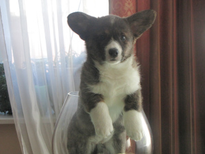 Photo №4. I will sell welsh corgi in the city of Minsk. from nursery - price - 850$