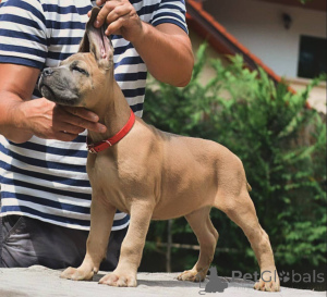 Photo №4. I will sell cane corso in the city of Bremen. breeder - price - negotiated