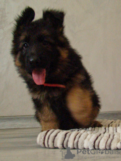 Photo №4. I will sell german shepherd in the city of Krivoy Rog. from nursery - price - 600$