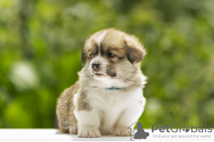 Photo №2 to announcement № 55622 for the sale of welsh corgi - buy in Ukraine from nursery