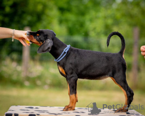 Additional photos: Doberman puppies