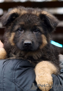 Additional photos: Gorgeous long-haired German Shepherd puppies.
