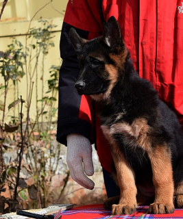 Photo №3. If you want to get a German Shepherd puppy, then you are at. Ukraine