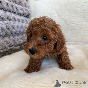 Photo №2 to announcement № 137945 for the sale of poodle (toy) - buy in Germany breeder