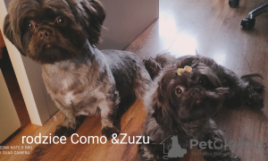 Photo №1. shih tzu - for sale in the city of Boat | 560$ | Announcement № 41364
