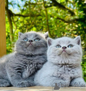 Photo №2 to announcement № 98192 for the sale of british shorthair - buy in United States private announcement