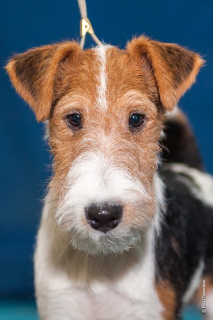Photo №2 to announcement № 1475 for the sale of fox terrier - buy in Russian Federation from nursery