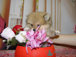 Photo №3. Pomeranian girl. Russian Federation