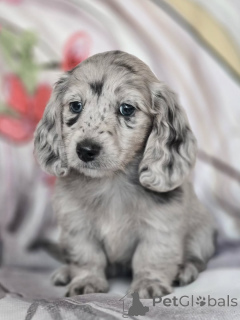Photo №3. Cute adorable Dachshund Puppies for sale contact whatsapp business 447450021323. Finland