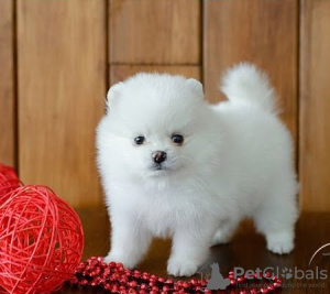 Photo №4. I will sell pomeranian in the city of North Bergen. private announcement - price - 900$