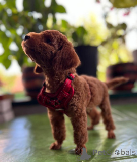 Additional photos: Miniature poodle puppies