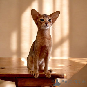 Photo №2 to announcement № 148563 for the sale of abyssinian cat - buy in Belarus private announcement, from nursery, breeder