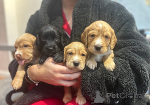 Photo №1. english cocker spaniel - for sale in the city of Coovol | 350$ | Announcement № 161334