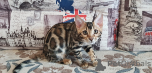 Photo №1. bengal cat - for sale in the city of Kirov | 325$ | Announcement № 9786