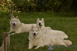 Photo №4. I will sell siberian husky in the city of Belgrade. breeder - price - negotiated