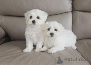 Photo №3. Maltese Puppies. Italy