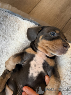 Photo №1. non-pedigree dogs - for sale in the city of ADELAIDE | 900$ | Announcement № 161561