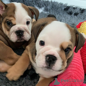 Photo №1. english bulldog - for sale in the city of Kishinev | negotiated | Announcement № 124376