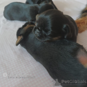 Additional photos: 4 Brussels Griffon puppies for sale