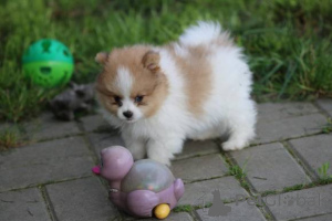 Photo №1. pomeranian - for sale in the city of Marikina | negotiated | Announcement № 167107